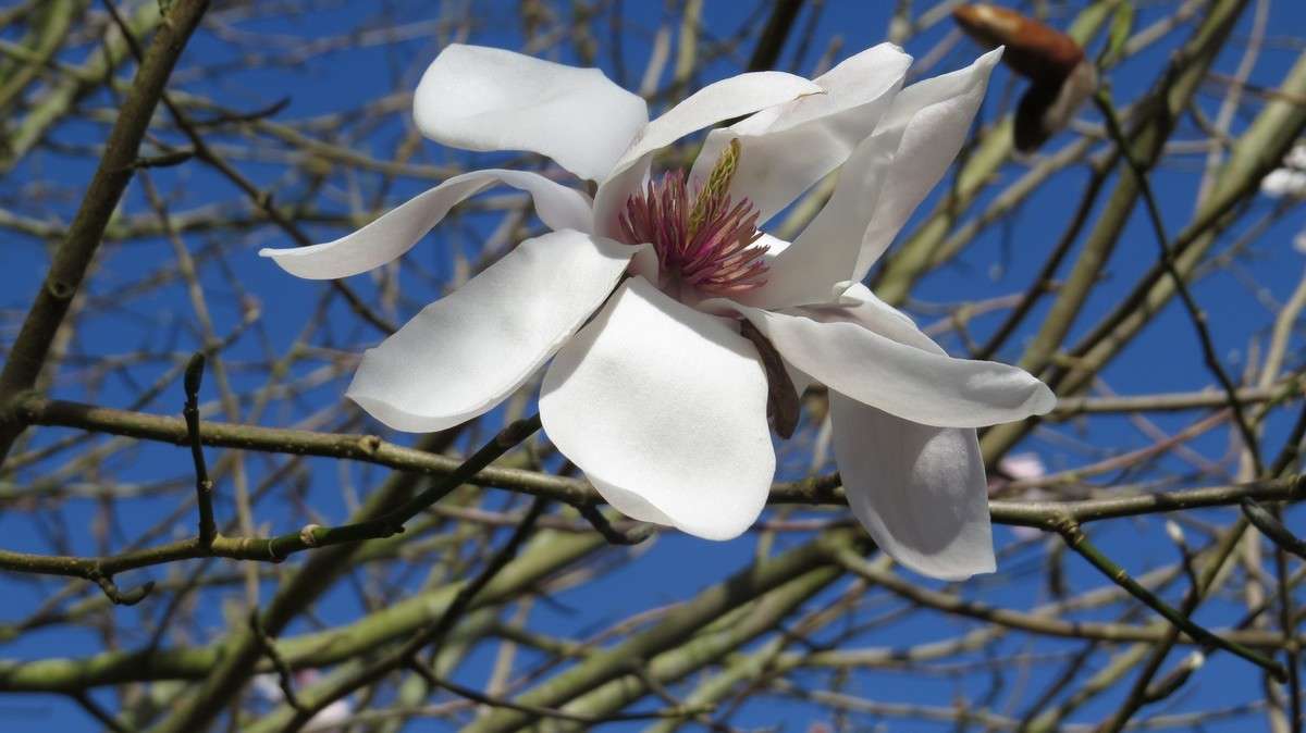 magnolia campbellii